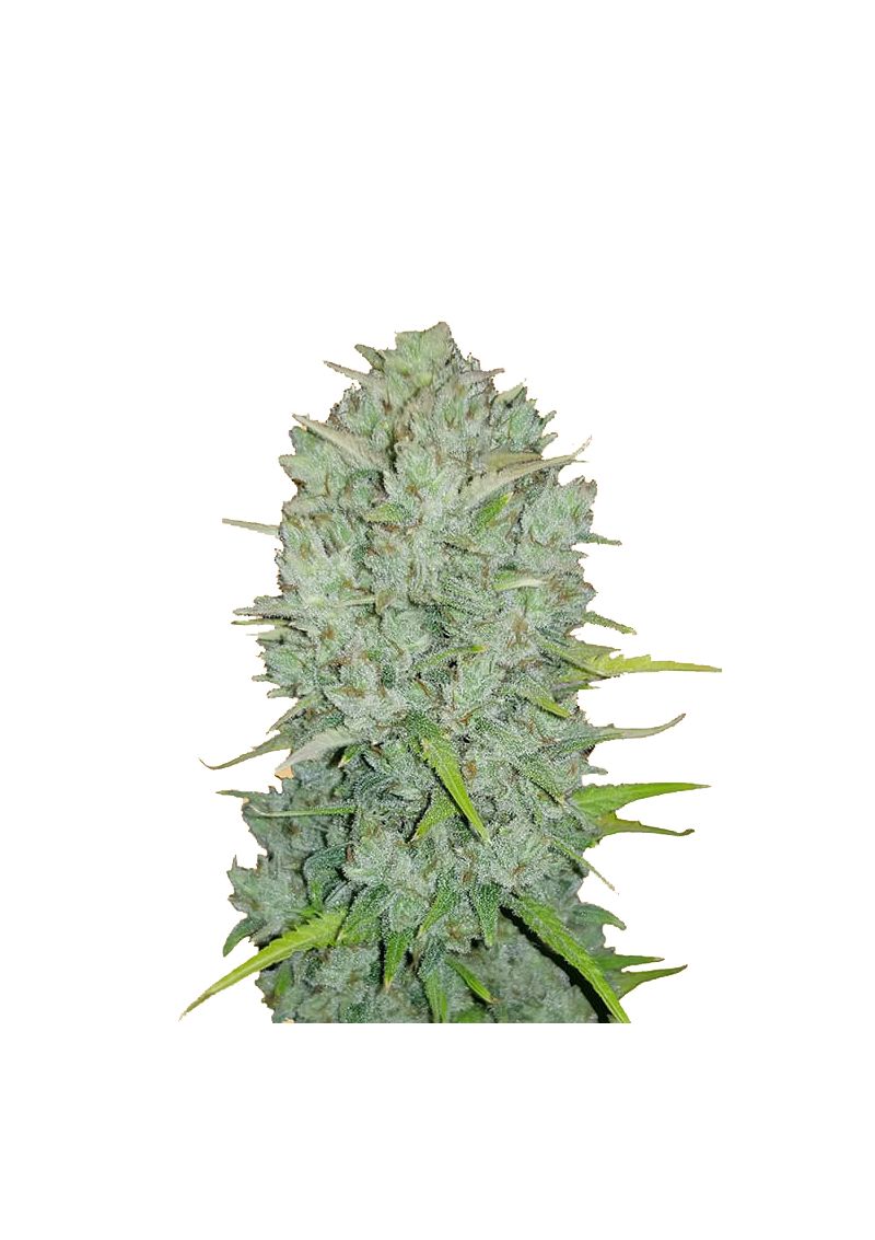 Original Auto Northern Lights, Фасовка: 1