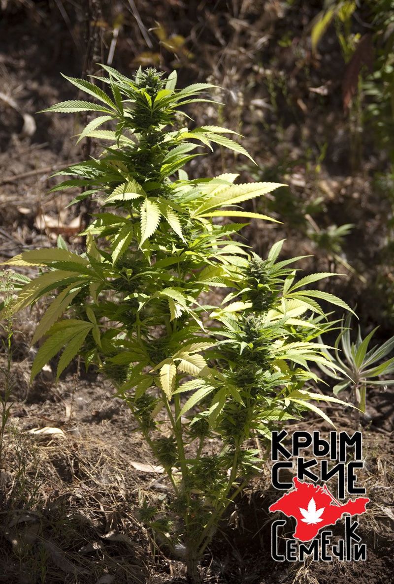 Critical 420 Auto, Фасовка: 10