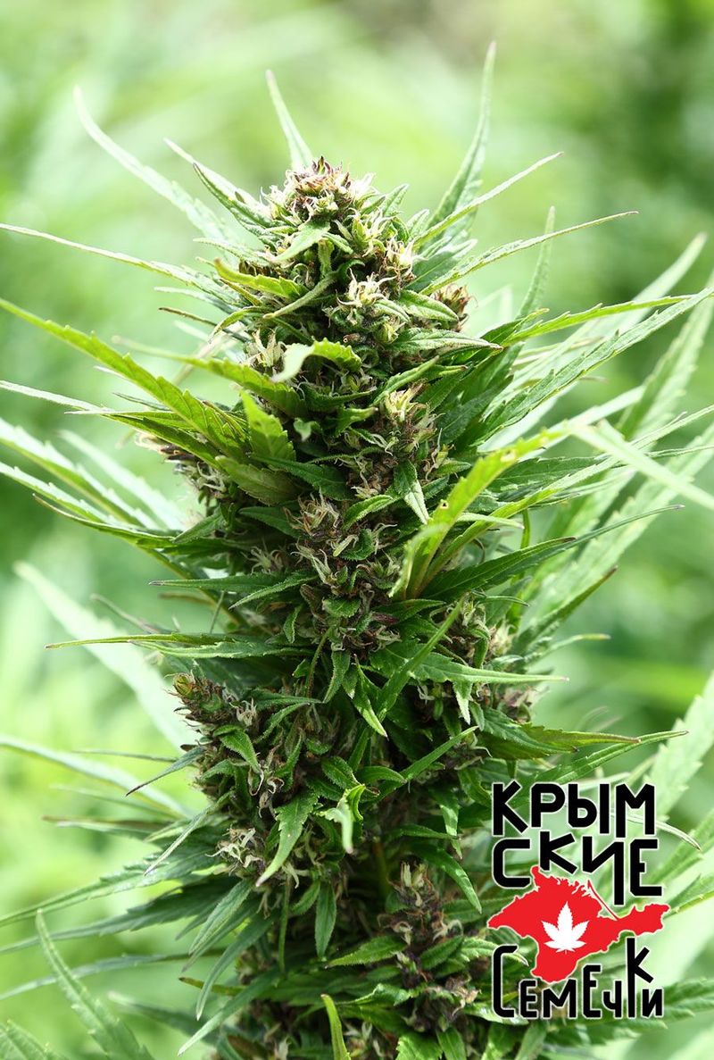 Ak Peace Auto, Фасовка: 5