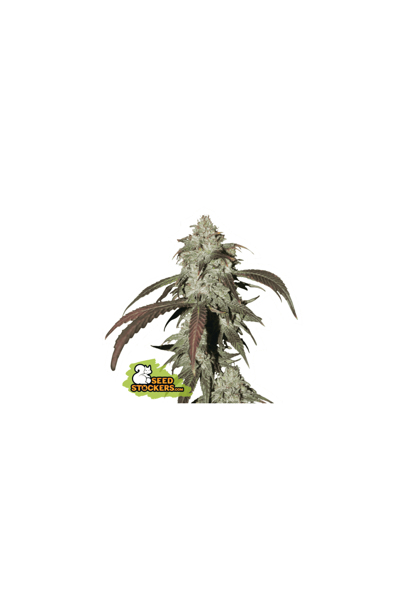 CBD Northern Lights, Фасовка: 1