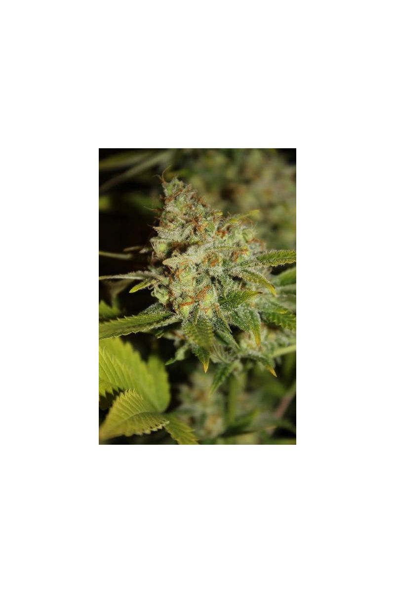 Auto Mandarine, Фасовка: 5, изображение 2