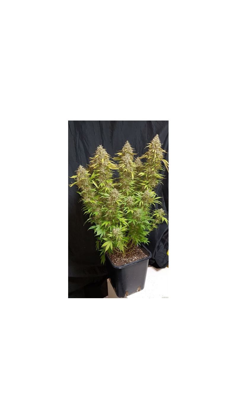 Auto Cream Caramel, Фасовка: 5, изображение 3