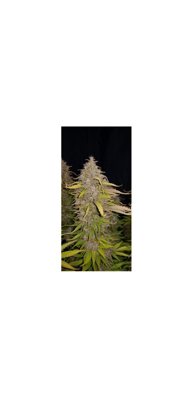 Auto Cream Caramel, Фасовка: 5, изображение 4