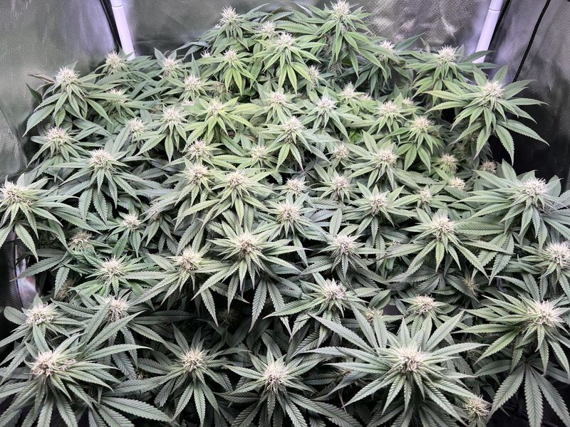 Mimosa EVO, Фасовка: 1, изображение 5