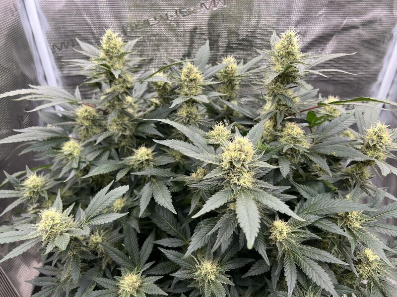 Mimosa EVO, Фасовка: 1, изображение 6