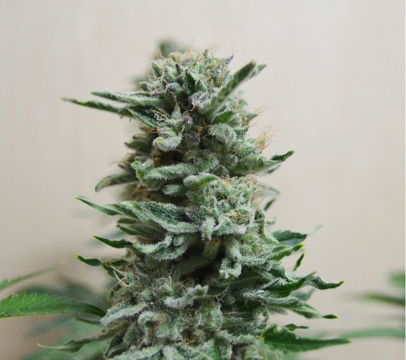 AK Skunk Auto, Фасовка: 5
