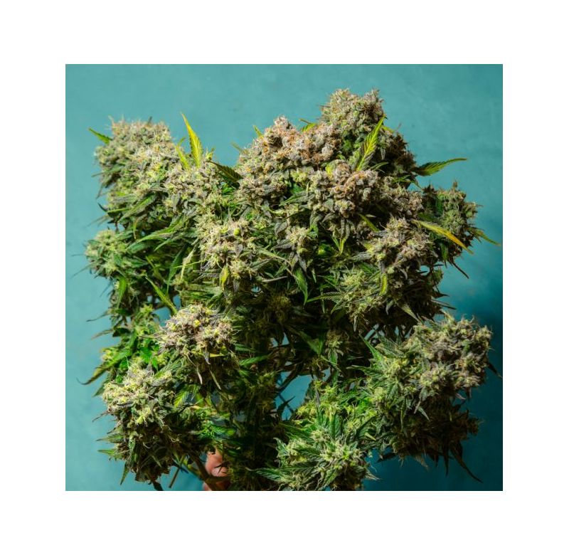 Auto Cream Caramel, Фасовка: 5, изображение 2