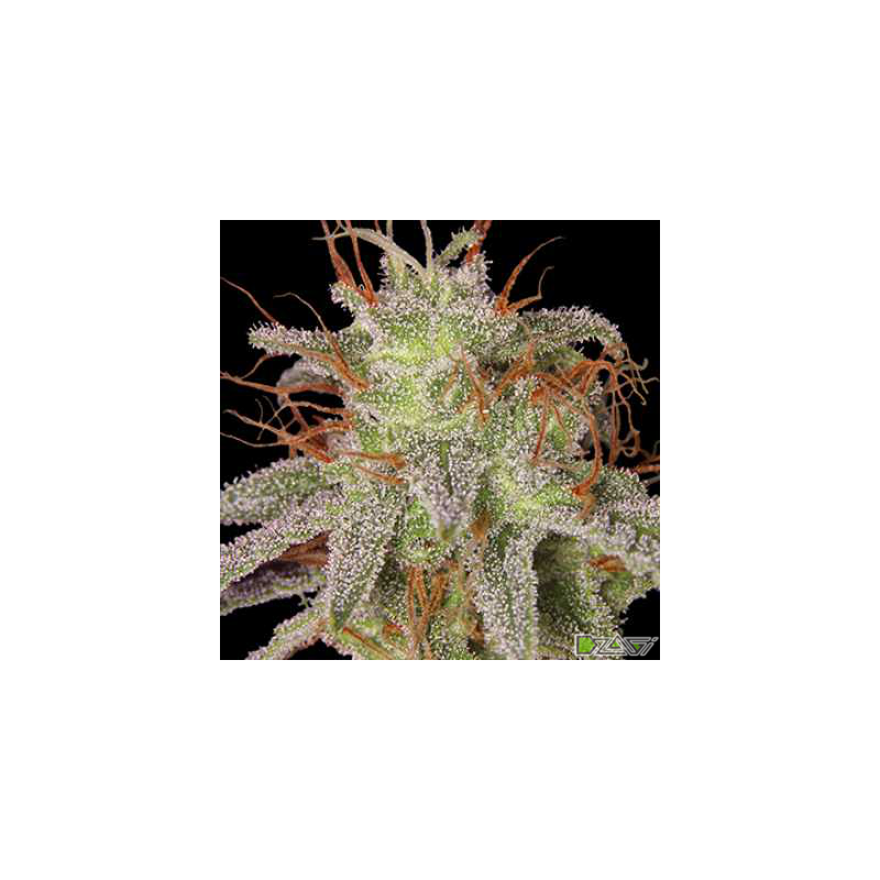 Amnesia Lemon, Фасовка: 5, изображение 2