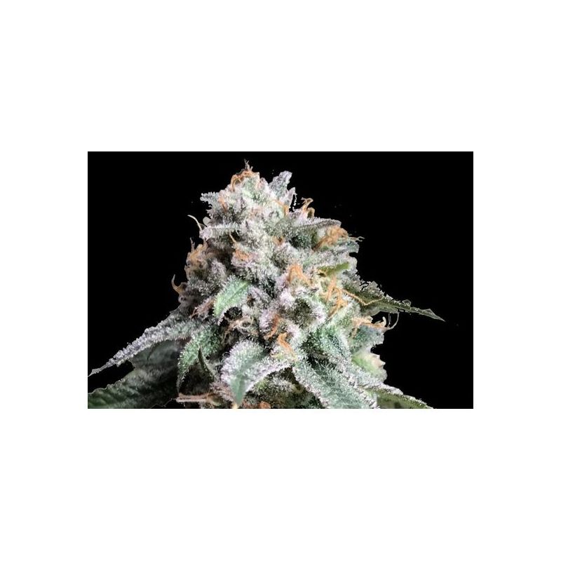 Auto AK 47 genetics, Фасовка: 3+1