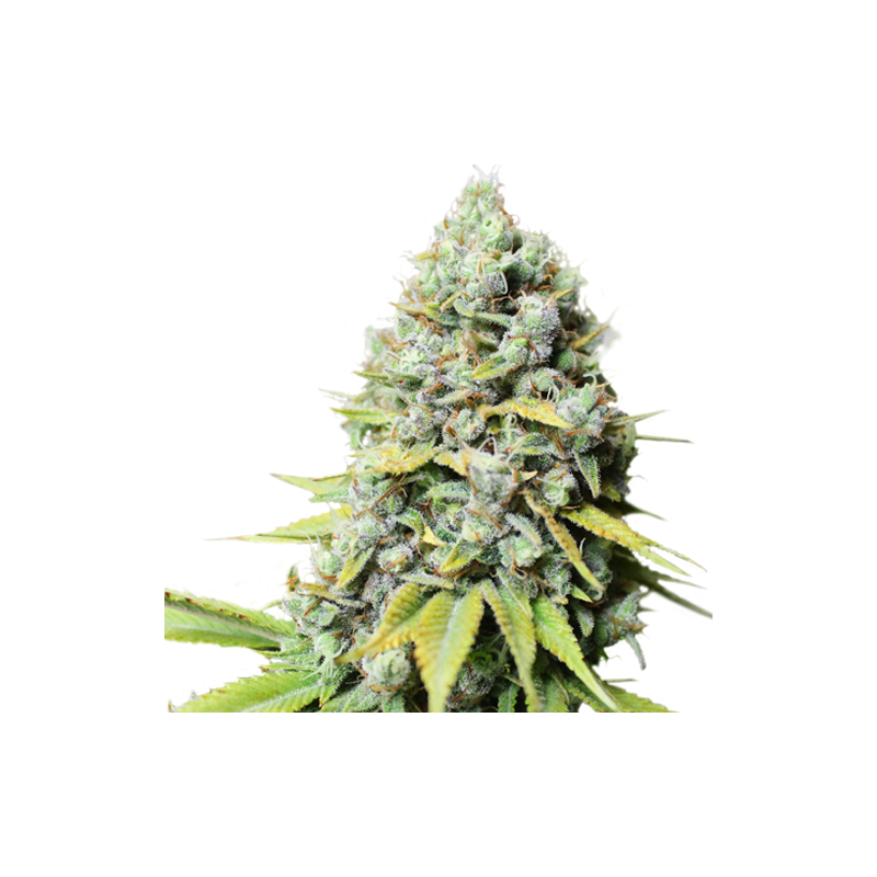 Kosher Haze, Фасовка: 5