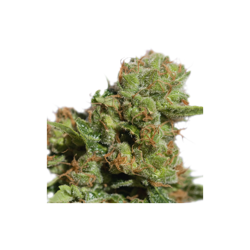 Auto Bruce Lemon Diesel, Фасовка: 5