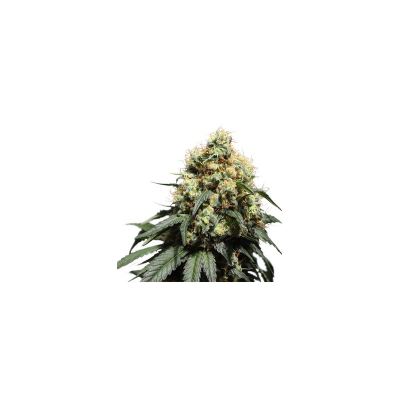 Bruce Lemon Diesel, Фасовка: 5