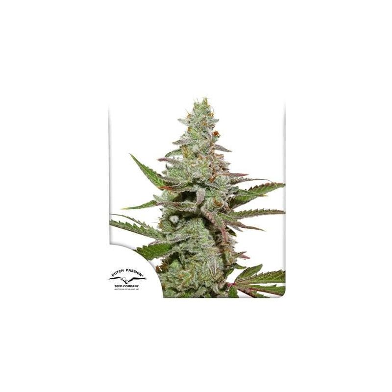 Amsterdam Amnesia, Фасовка: 5, изображение 2