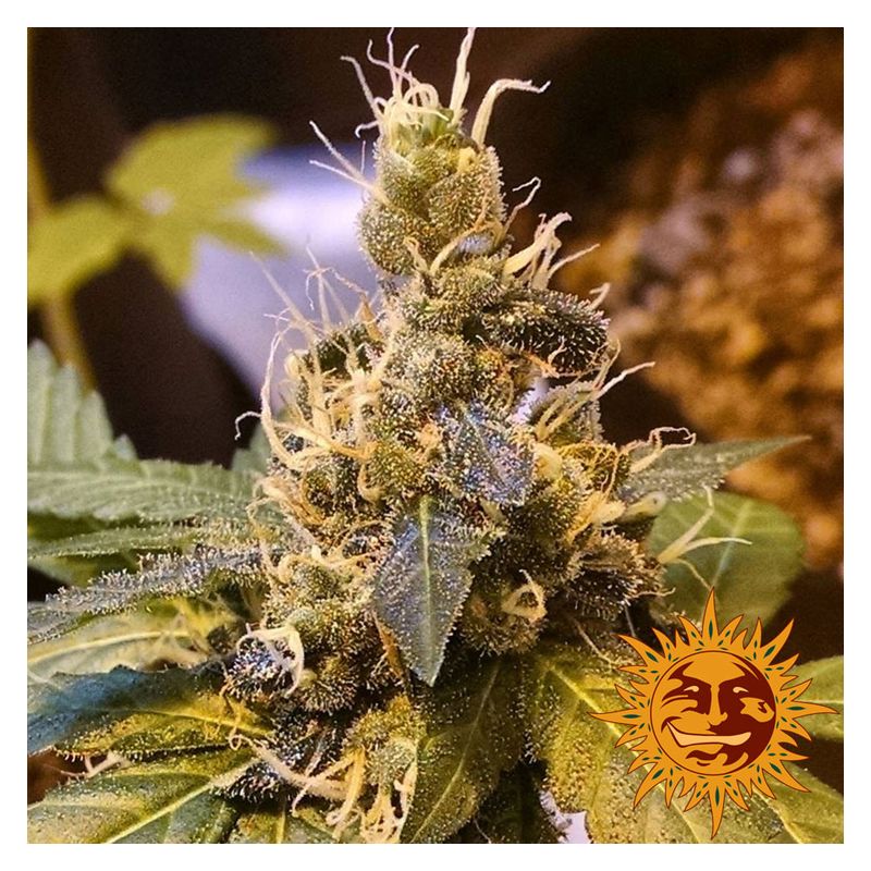 Pineapple express Auto, Фасовка: 3, изображение 3