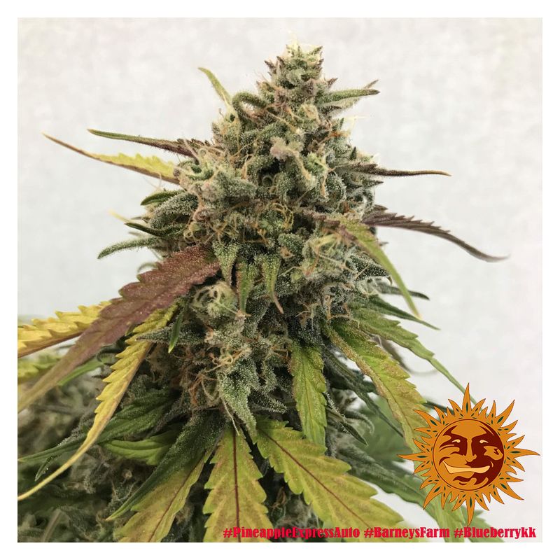 Pineapple express Auto, Фасовка: 3, изображение 4