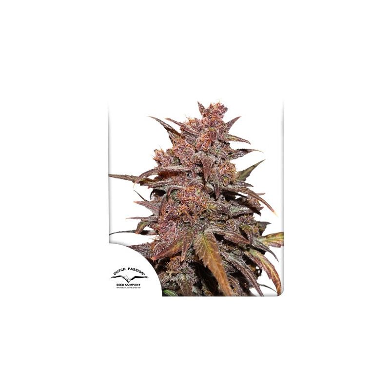Blackberry Kush CBD Auto, Фасовка: 3