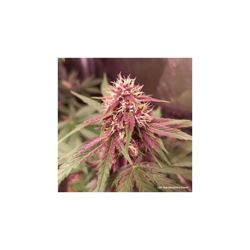 Blackberry Kush CBD Auto, Фасовка: 3, изображение 2