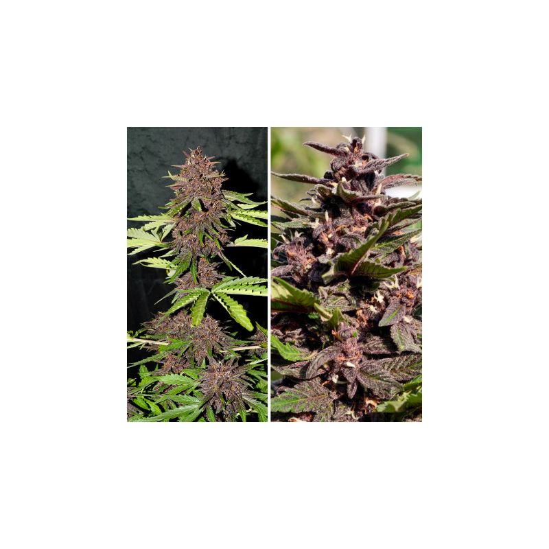 Blackberry Kush CBD Auto, Фасовка: 3, изображение 4