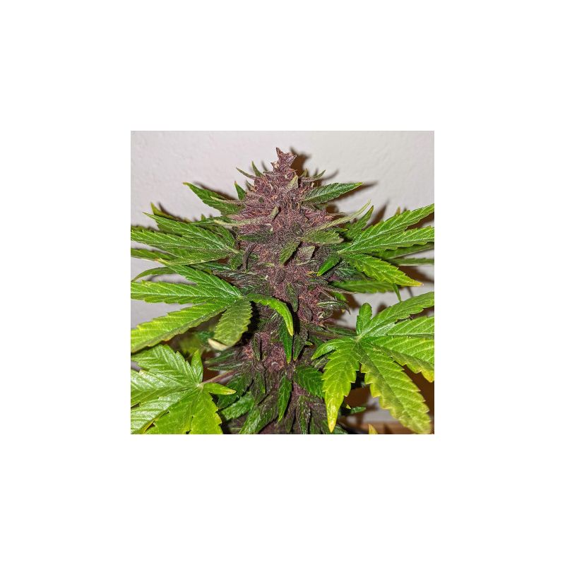 Blackberry Kush CBD Auto, Фасовка: 3, изображение 5
