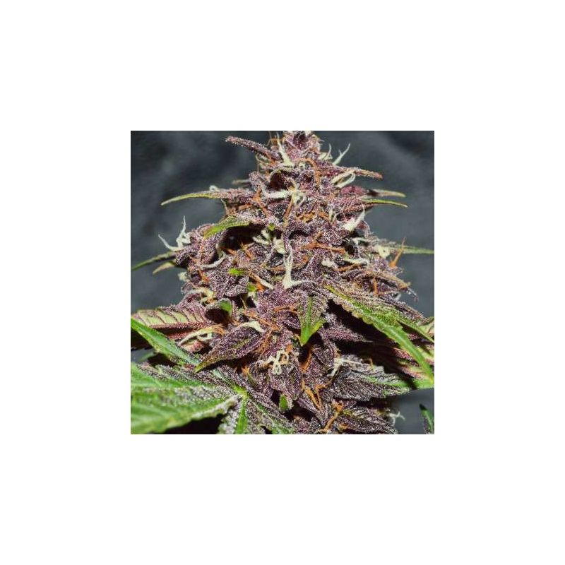 Blackberry Kush CBD Auto, Фасовка: 3, изображение 3