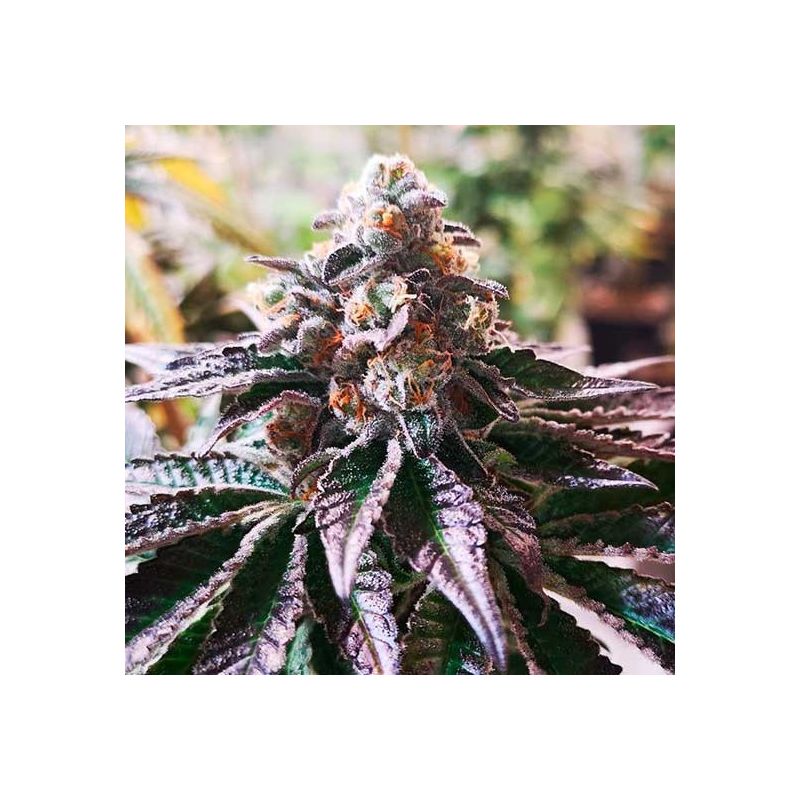 Cookies Purple Punch, Фасовка: 3