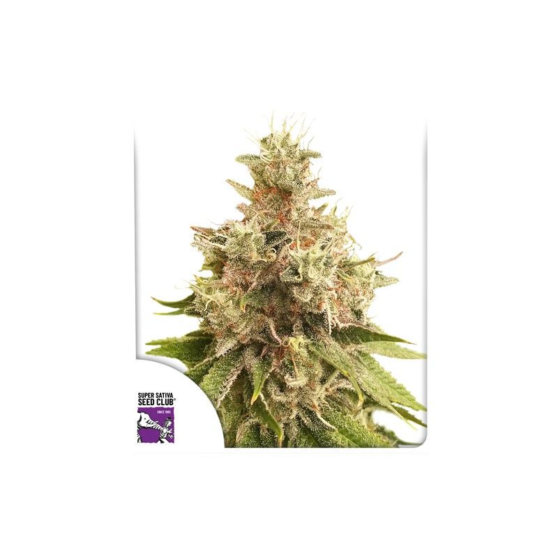 Golden Apple Haze Reg, Фасовка: 12