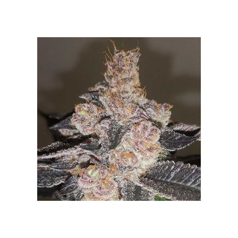 Gelato 242, Фасовка: 3