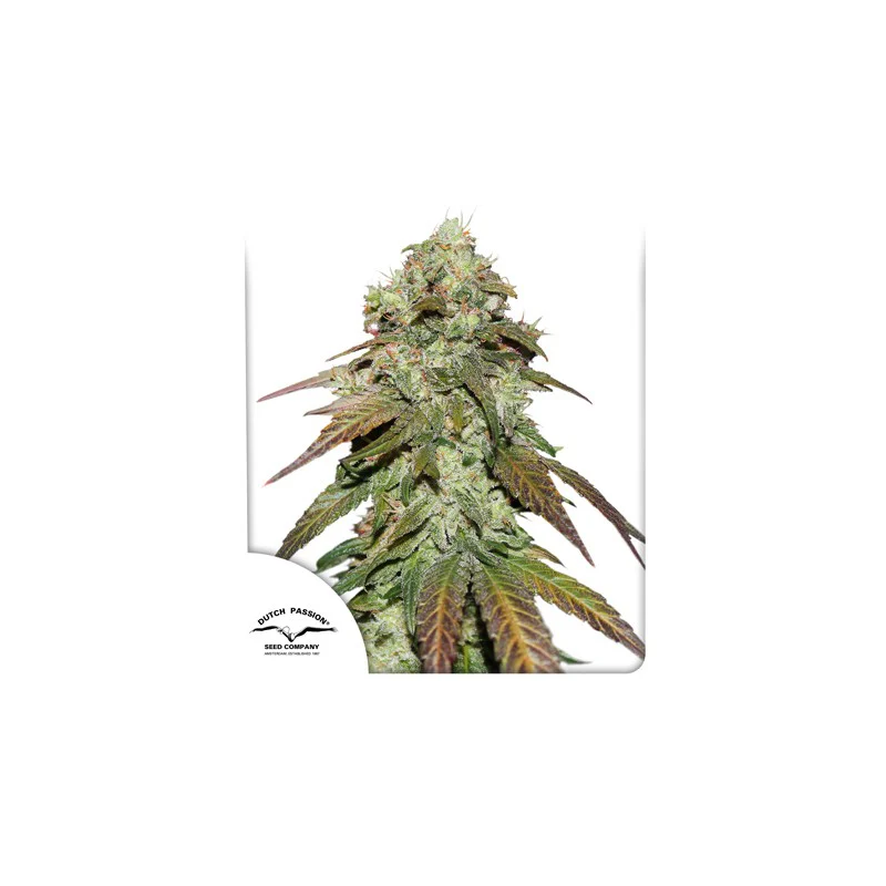CBD Mazar, Фасовка: 3
