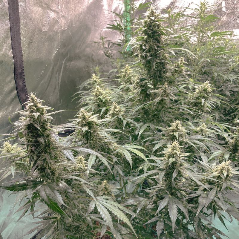 AK Triple Haze Auto, Фасовка: 3, изображение 7