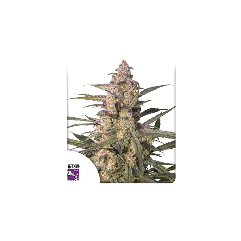 Auto Northern Dragon Fuel, Фасовка: 5