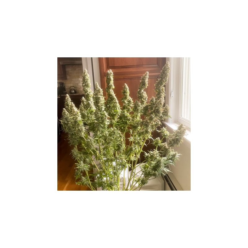 Auto Northern Dragon Fuel, Фасовка: 5, изображение 2