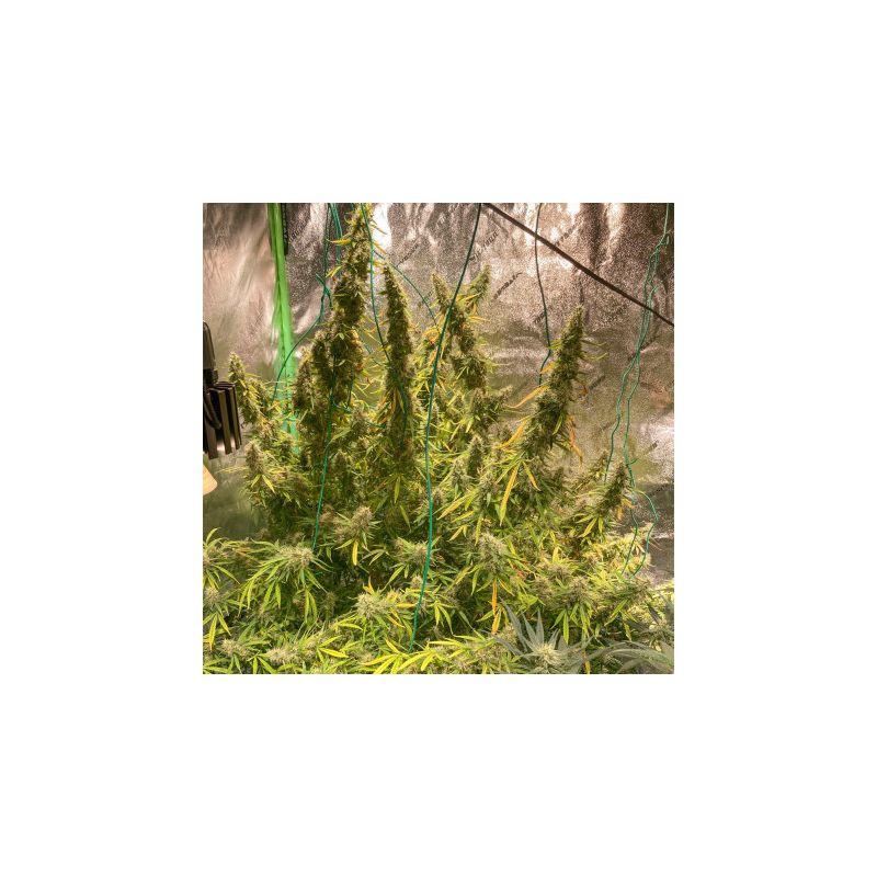 Auto Northern Dragon Fuel, Фасовка: 5, изображение 3