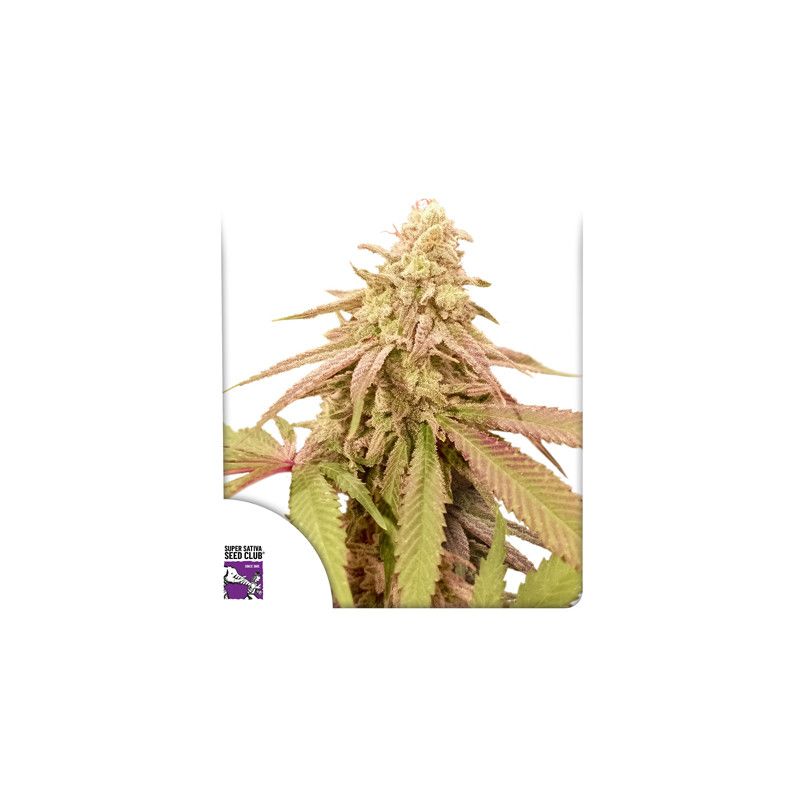 Auto Purple OG Punch, Фасовка: 5