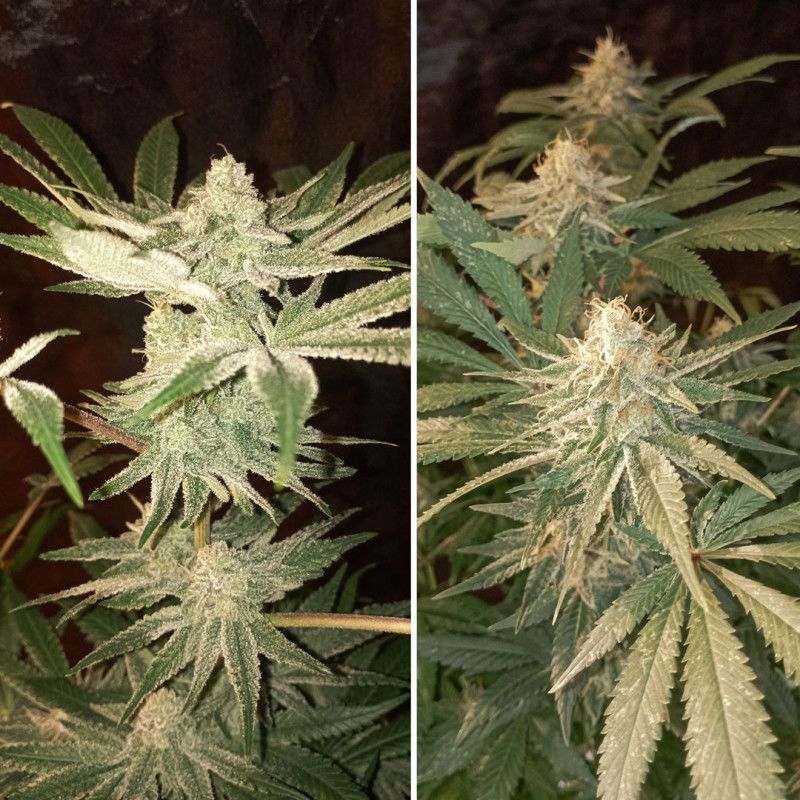 Auto Purple OG Punch, Фасовка: 5, изображение 2