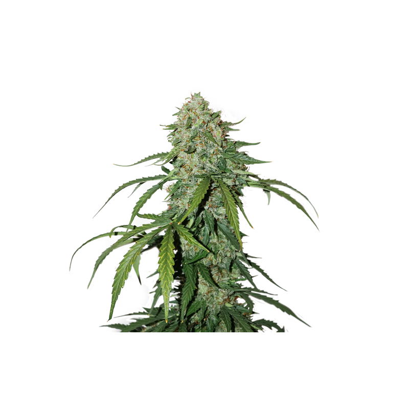 CBD 1:1 Silver Lime Haze Auto, Фасовка: 1