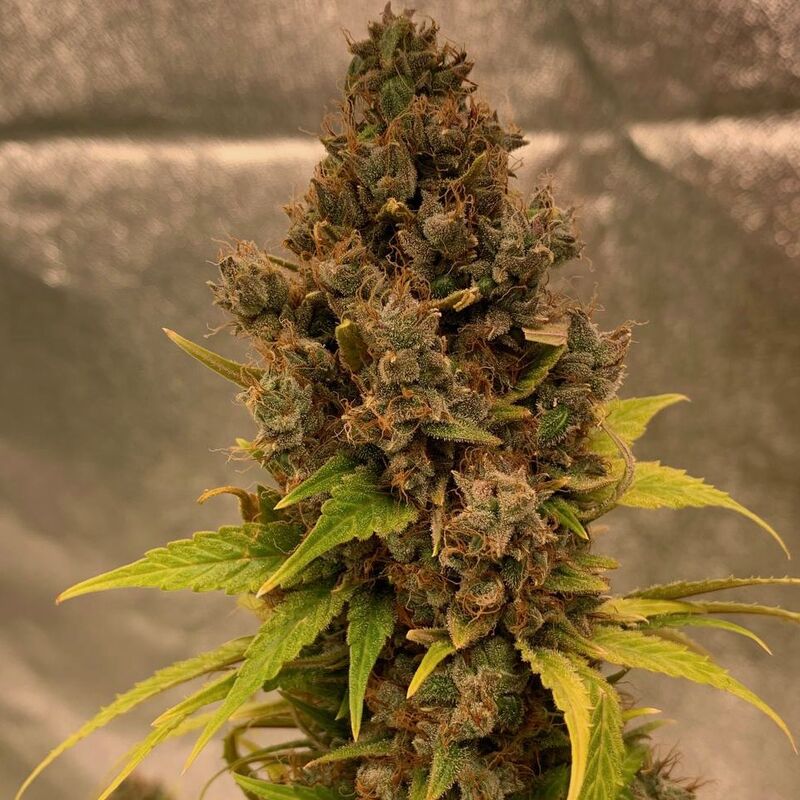 Diesel Fast F1 BX regular, Фасовка: 5, изображение 2