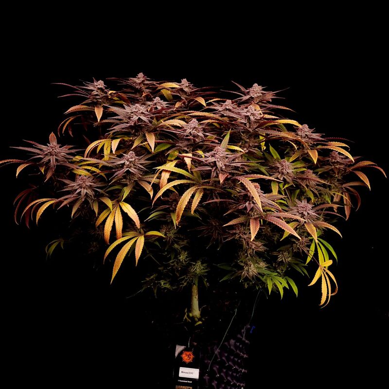 Mimosa EVO, Фасовка: 1, изображение 7