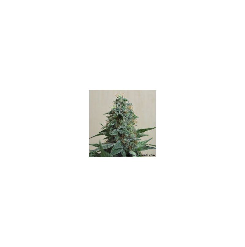 AK Kush, Фасовка: 5
