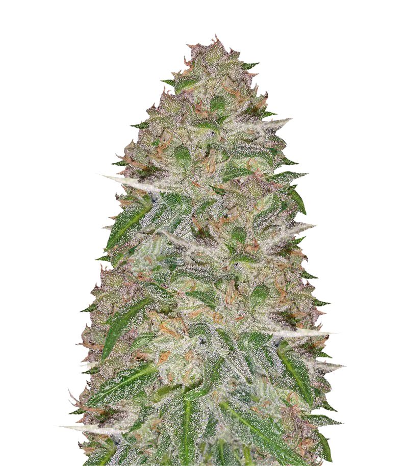 Doctor's Choice #1 Auto, Фасовка: 10