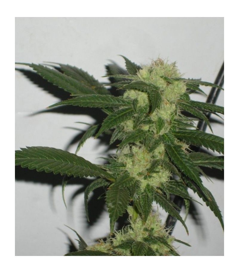 Bcn Sour Diesel, Фасовка: 3, изображение 2