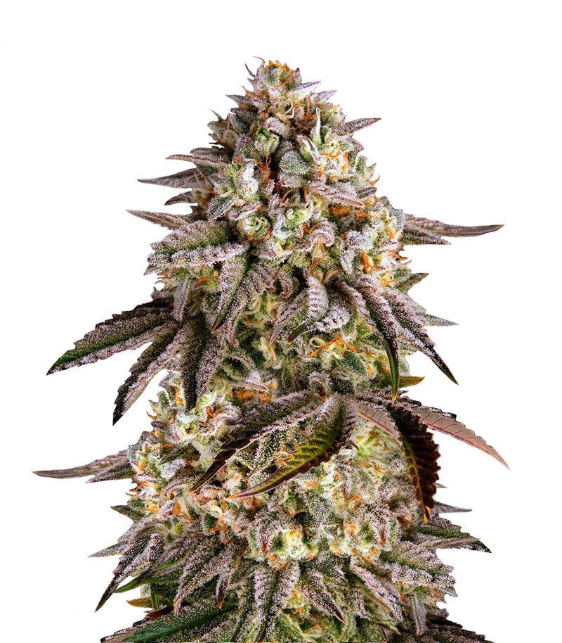 Blue Sunset Sherbet, Фасовка: 3