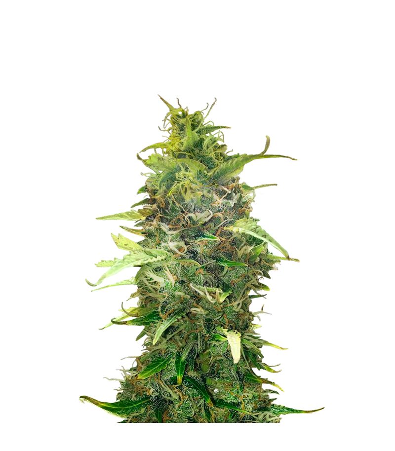 American Pie Auto, Фасовка: 5+2