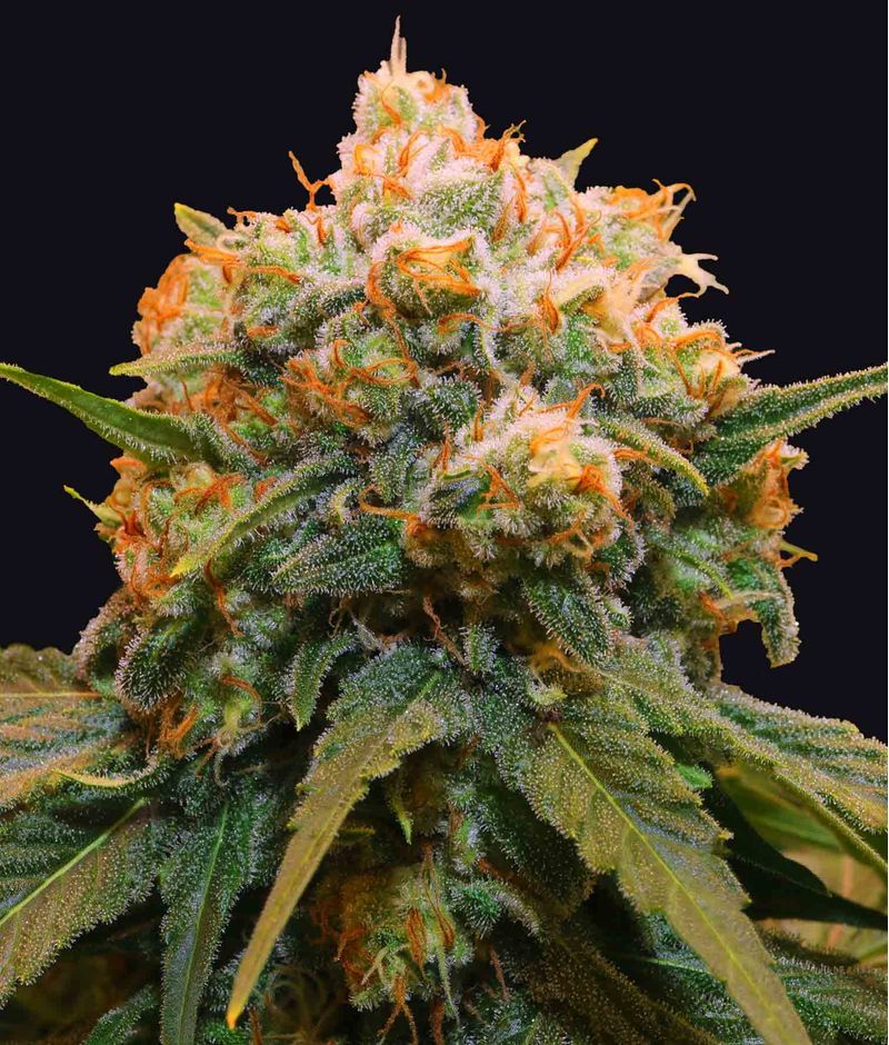Papaya Bx1, Фасовка: 3