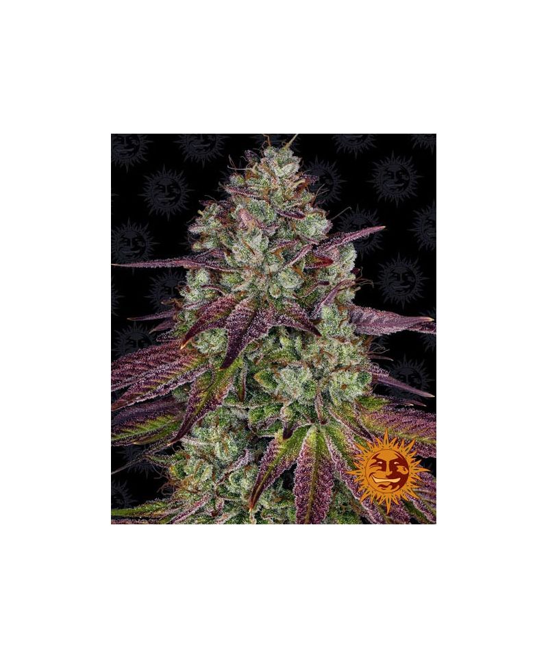 Mimosa EVO, Фасовка: 1, изображение 2
