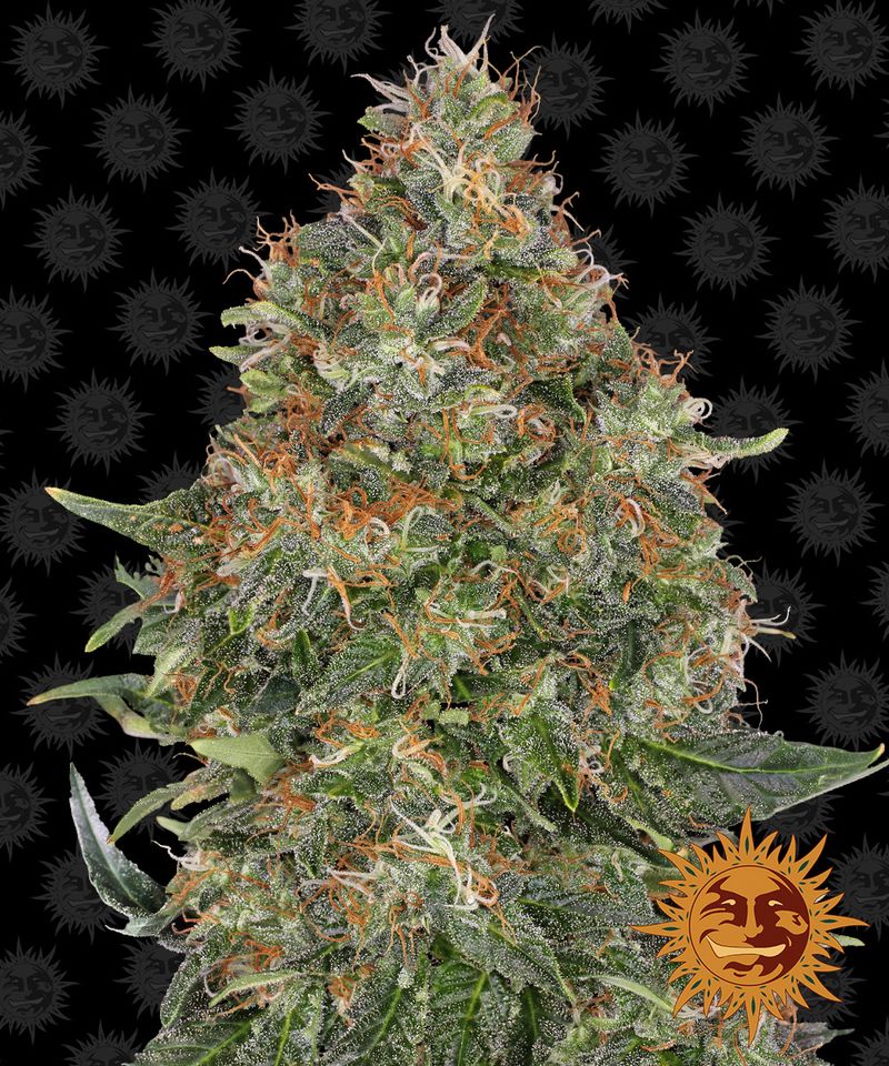 Pineapple express Auto, Фасовка: 3