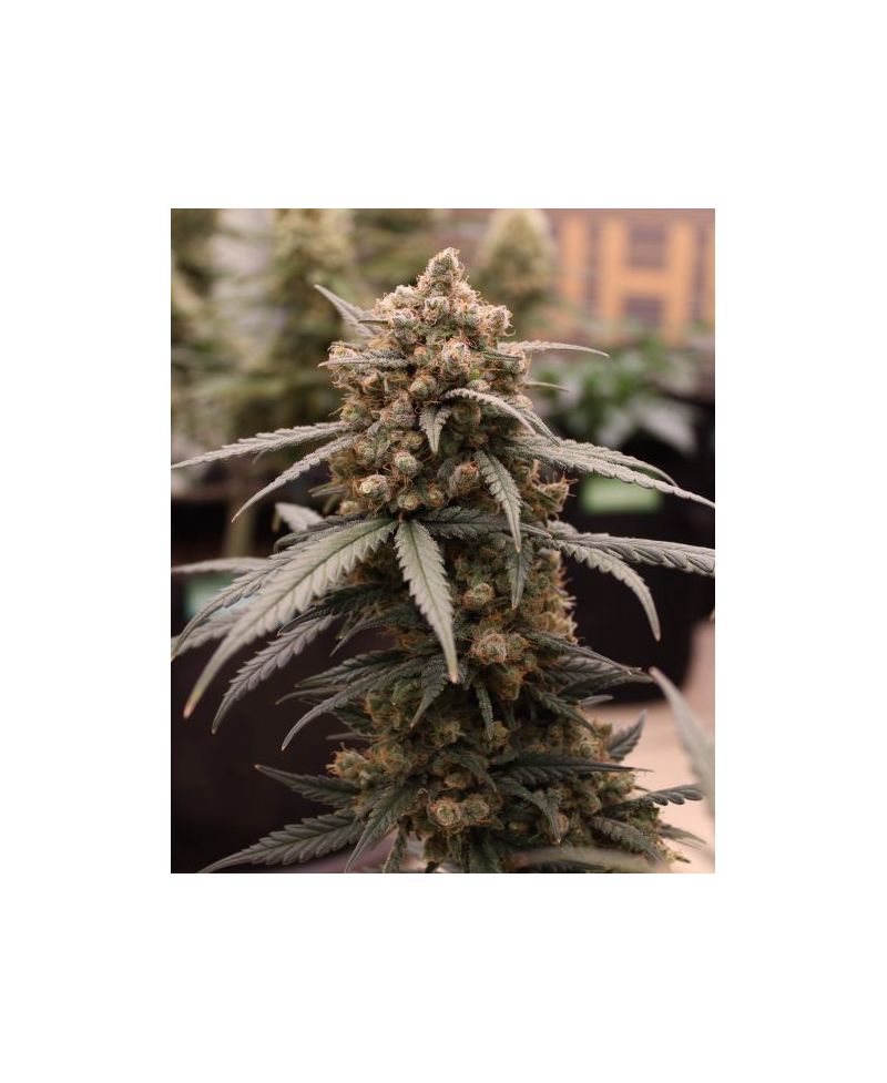 Auto Gelato, Фасовка: 5