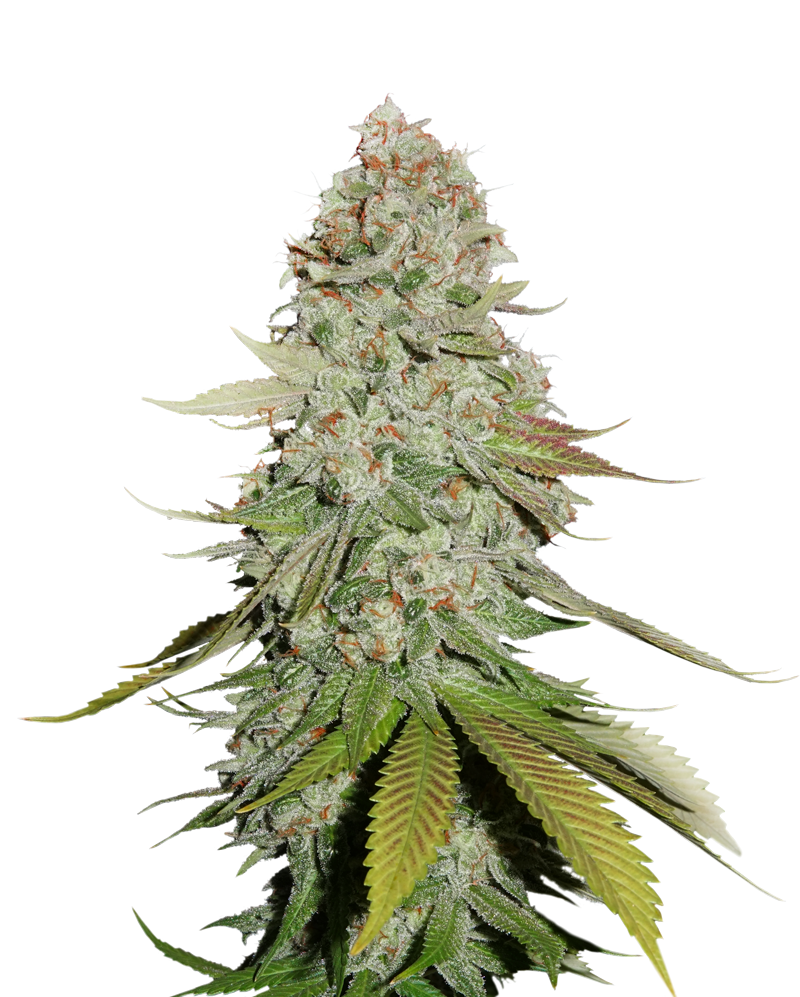 GG4/Gorilla Glue, Фасовка: 1